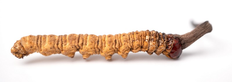 Cordyceps sinensis blog
